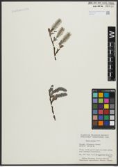 Foto von Salix arctica Pall.